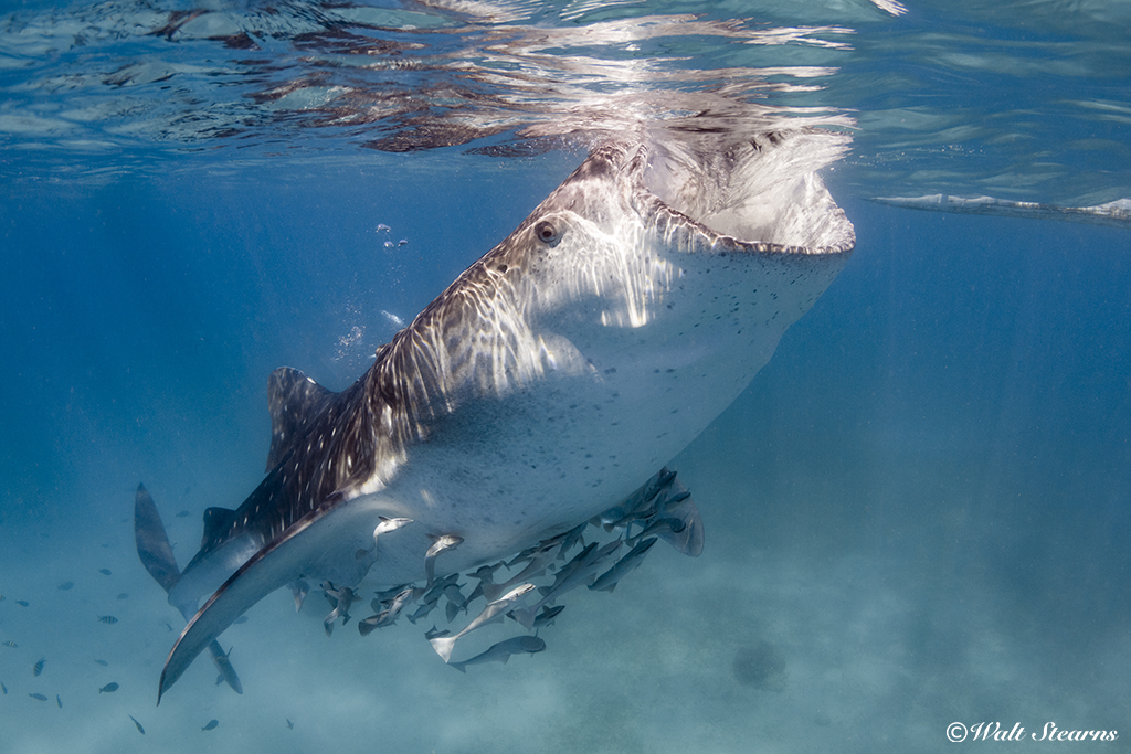 The village of Oslob has become world famous for whale shark gatherings. Here, snorkelers can experience thrilling encounters in calm waters, close to shore.