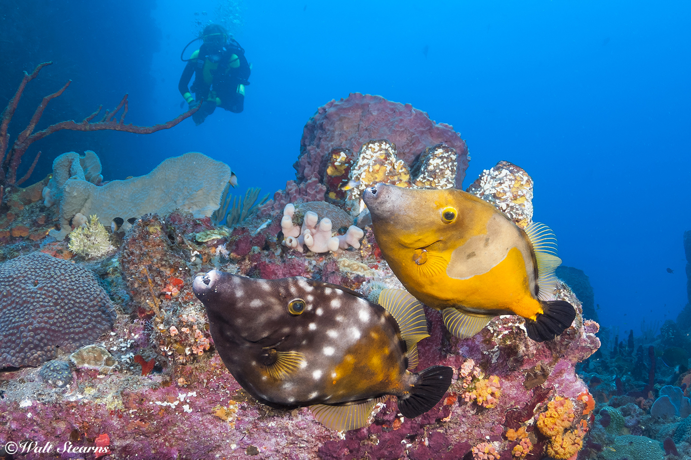 Same species, different colors. The white-spotted filefish can change the color of its skin and the prominence of its spots to match its surroundings, going from orange to dull brown and even a pale gray.