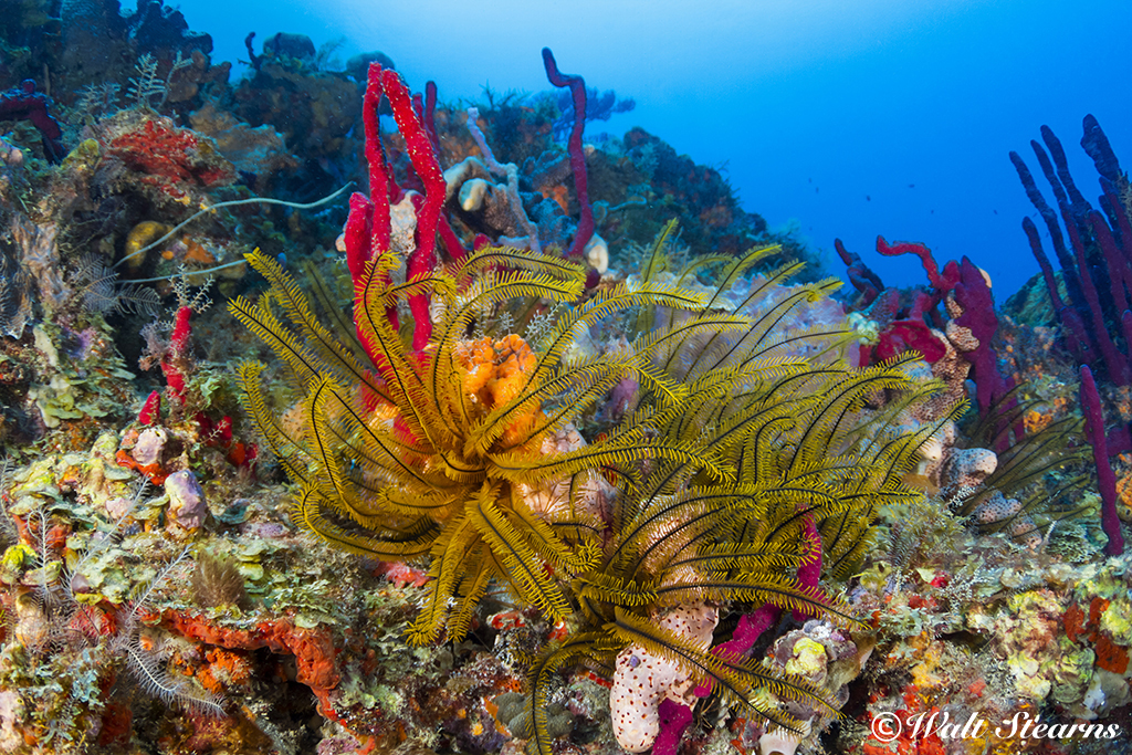 Yellow Crinoids in Dominica