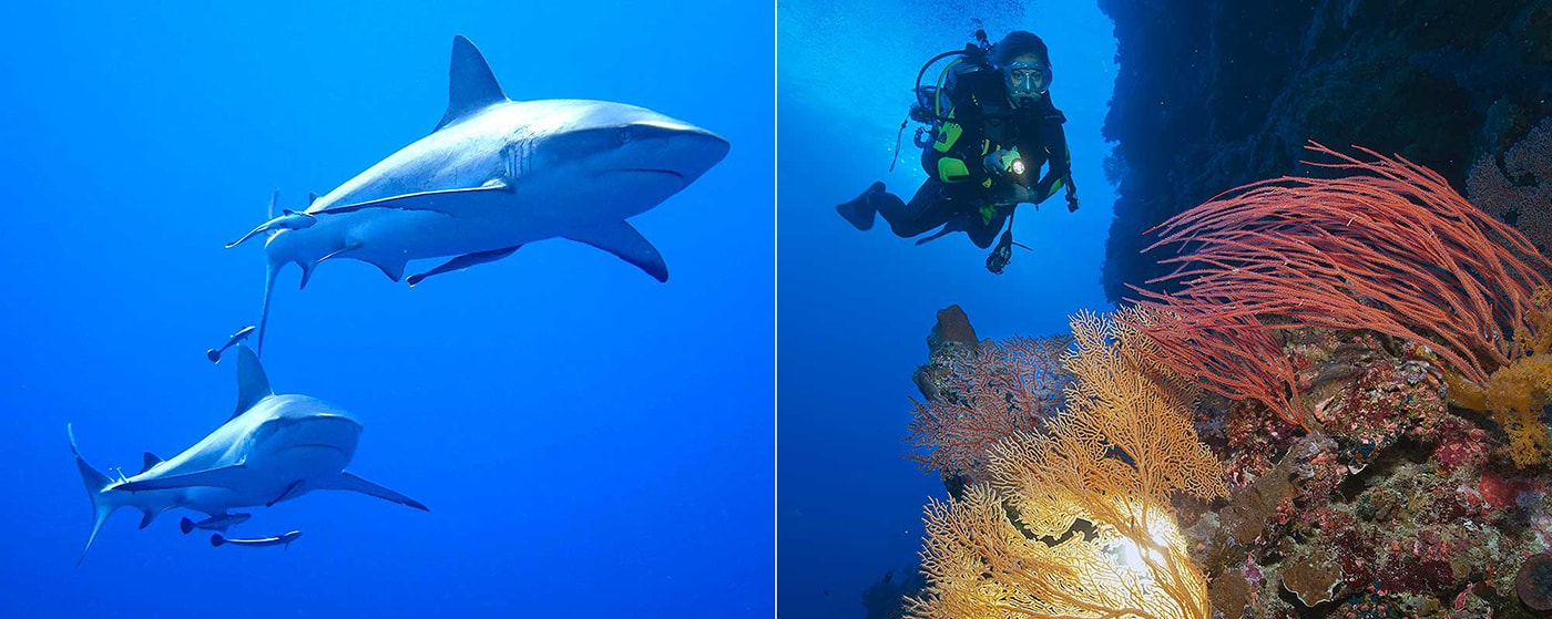 The coral-encrusted pinnacles of the Coral Sea attract a host of pelagic species and provide shelter for numerous small creatures, which may be found hiding on sea fans and among the branches of soft corals.