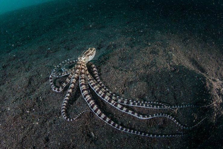 The waters of Indonesia are at the epicenter of marine biodiversity with thousand upon thousands of enigmatic marine invertebrates like this mimic octopus