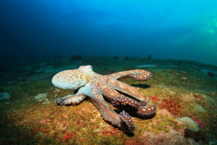 The waters of Indonesia are at the epicenter of marine biodiversity with thousand upon thousands of enigmatic marine invertebrates like this octopus