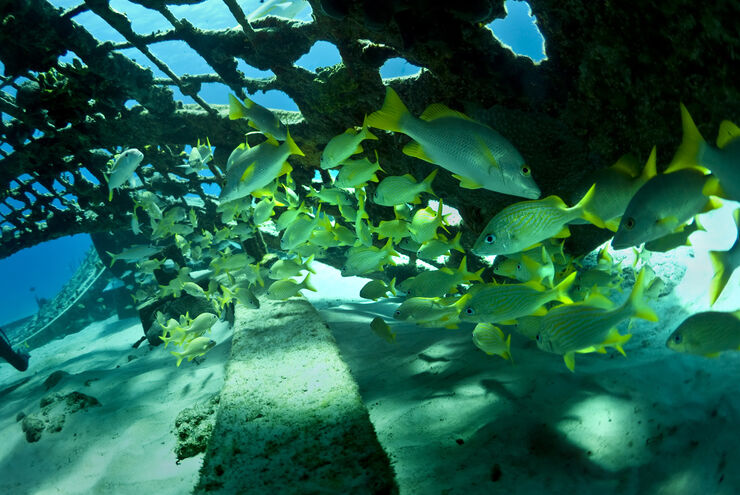 The coral reefs of Turks & Caicos offer the intrepid divers many wondrous creatures like these schoolmaster snappers