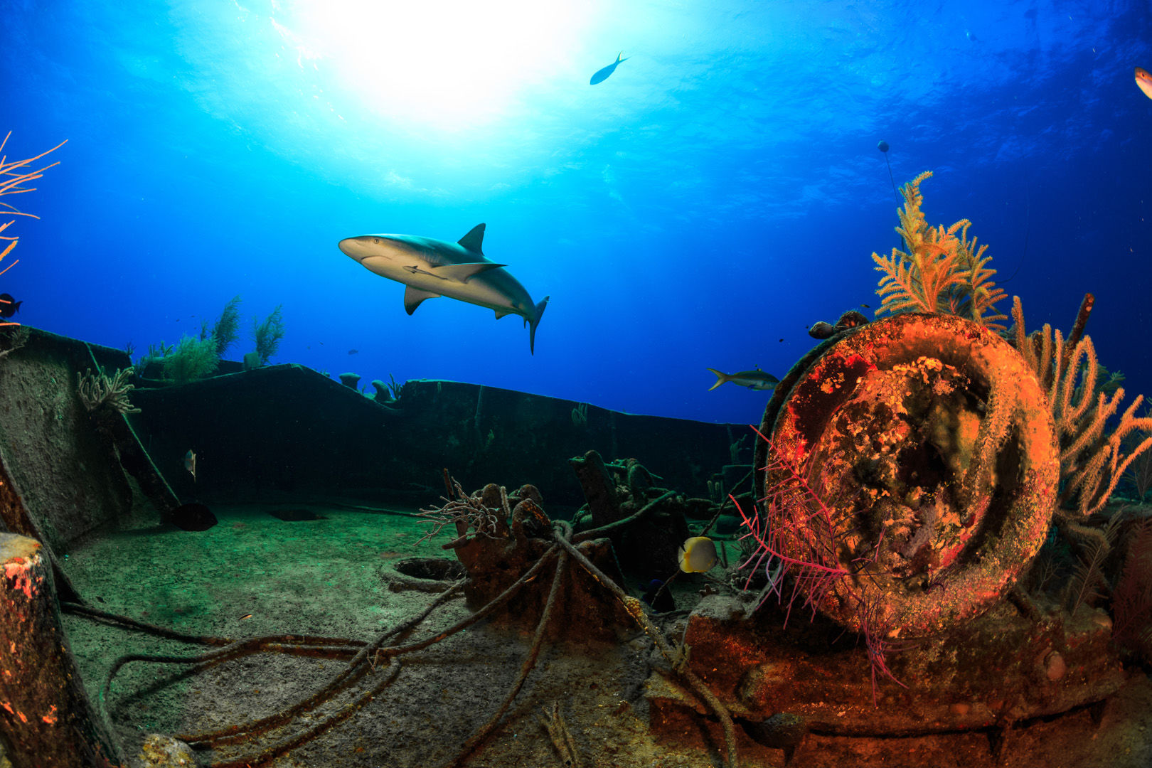 Reef shark swims over a ship wreck in the Bahamas Reef shark swims over a ship wreck in the Bahamas