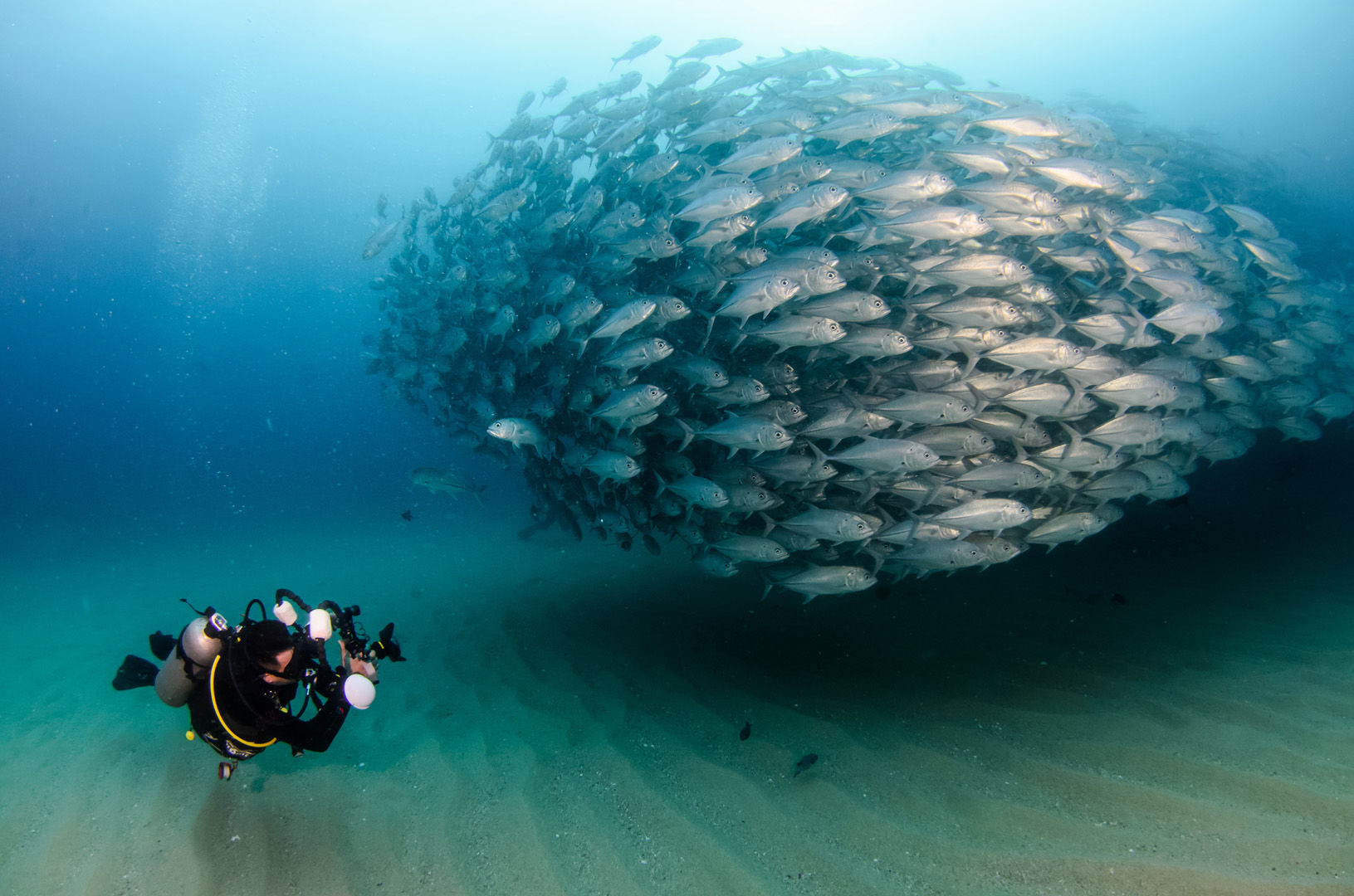 Straddling the rich waters of the Sea of Cortez, the Baja Peninsula is the launching point for some of the most electrifying where divers may be immersed in large flashing shoals of fish