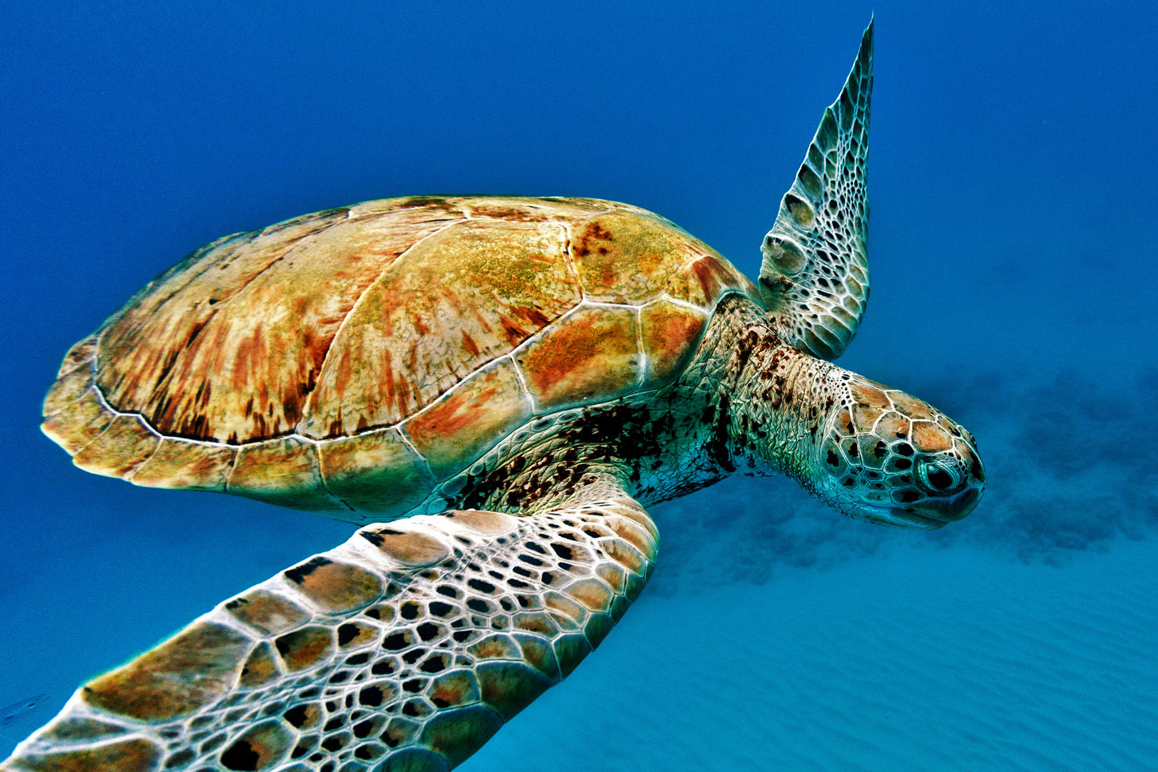 Green sea turtles are often encountered on the reefs in Barbados