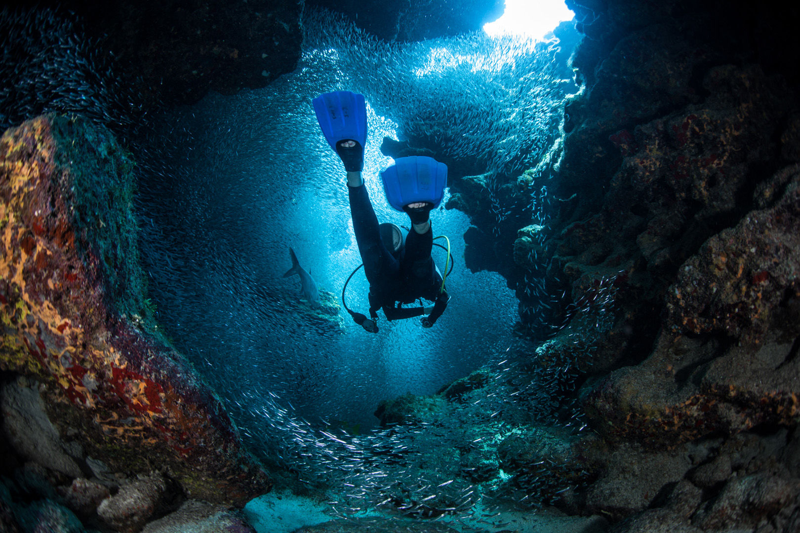 A diver explores the cracks, crevices and holes in a coral reef on the island of Grand Cayman A diver explores the cracks, crevices and holes in a coral reef on the island of Grand Cayman