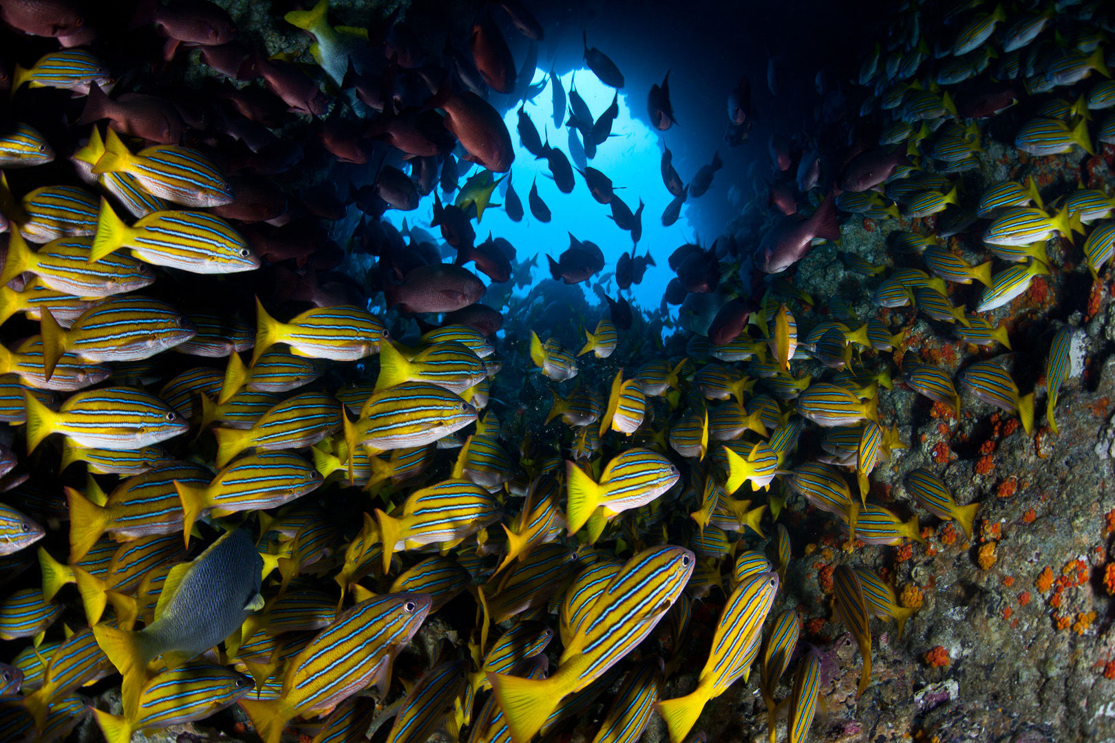 The emerald waters of Costa Rica's Gulf of Papagayo is a fish watcher's delight where anything is possible from funnel clouds of jacks and snapper to flights of mantas and mobula rays