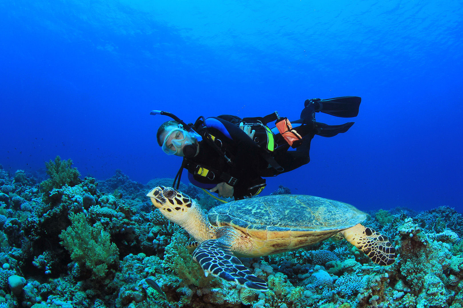 The Cozumel’s reputation for healthy reefs with healthy fish populations and excellent underwater clarity is well deserved as these waters are home to more than 100 types of coral and 260-plus species of fish