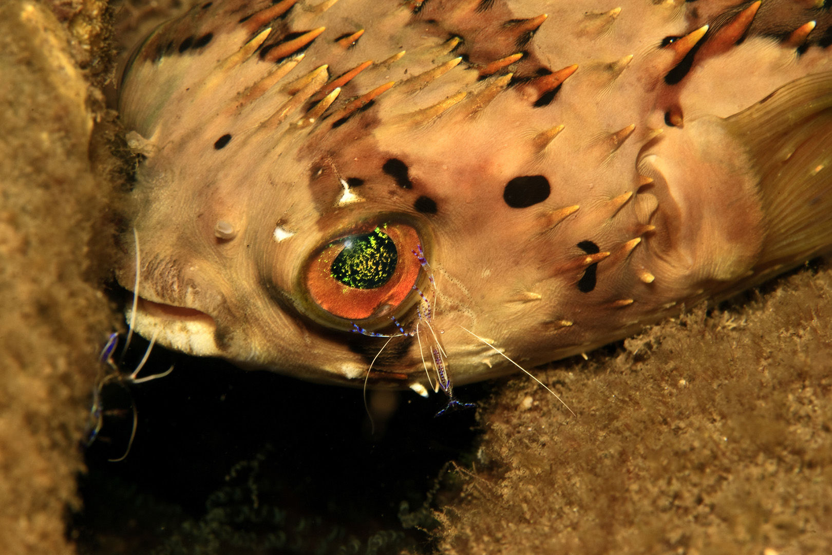 Burr fish in Dominica