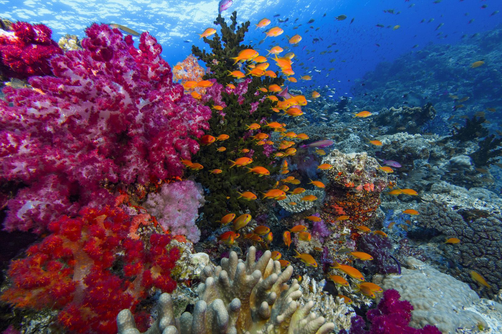 Below the surface, Fiji’s vibrant reefs are resplendent with life, home to more than 1,500 species of fish Below the surface, Fiji’s vibrant reefs are resplendent with life, home to more than 1,500 species of fish