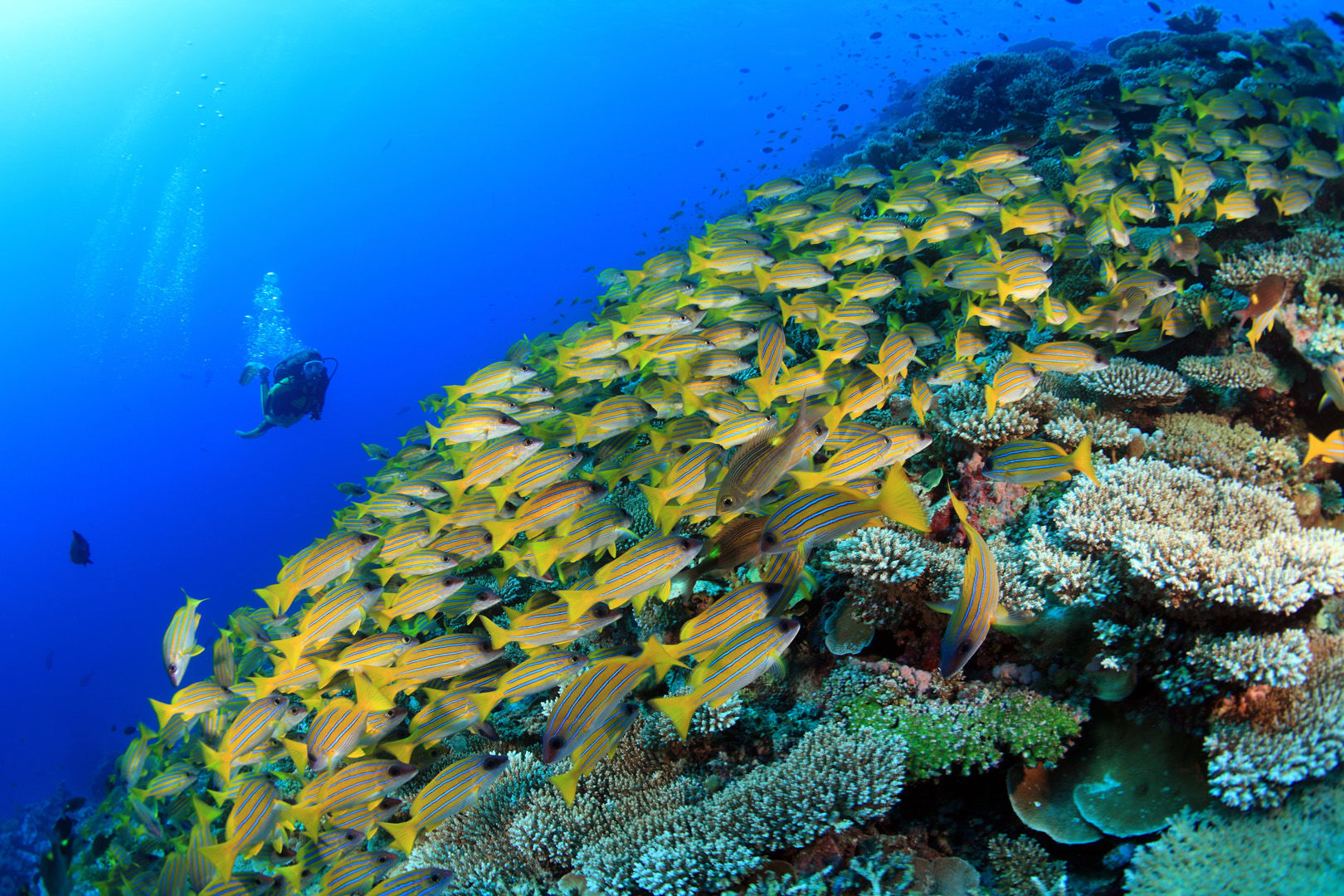 The Maldives are a nation of coral reefs with twenty six atolls adorned with more than 1,200 reef-shrouded islands, creating a lifetime of diving possibilities