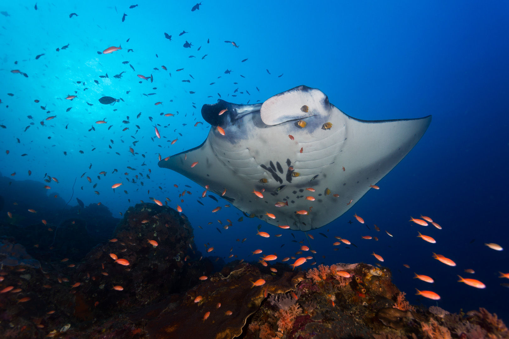 Encounters with manta rays is a hallmark experience with any snorkeler or scuba diver in Micronesia