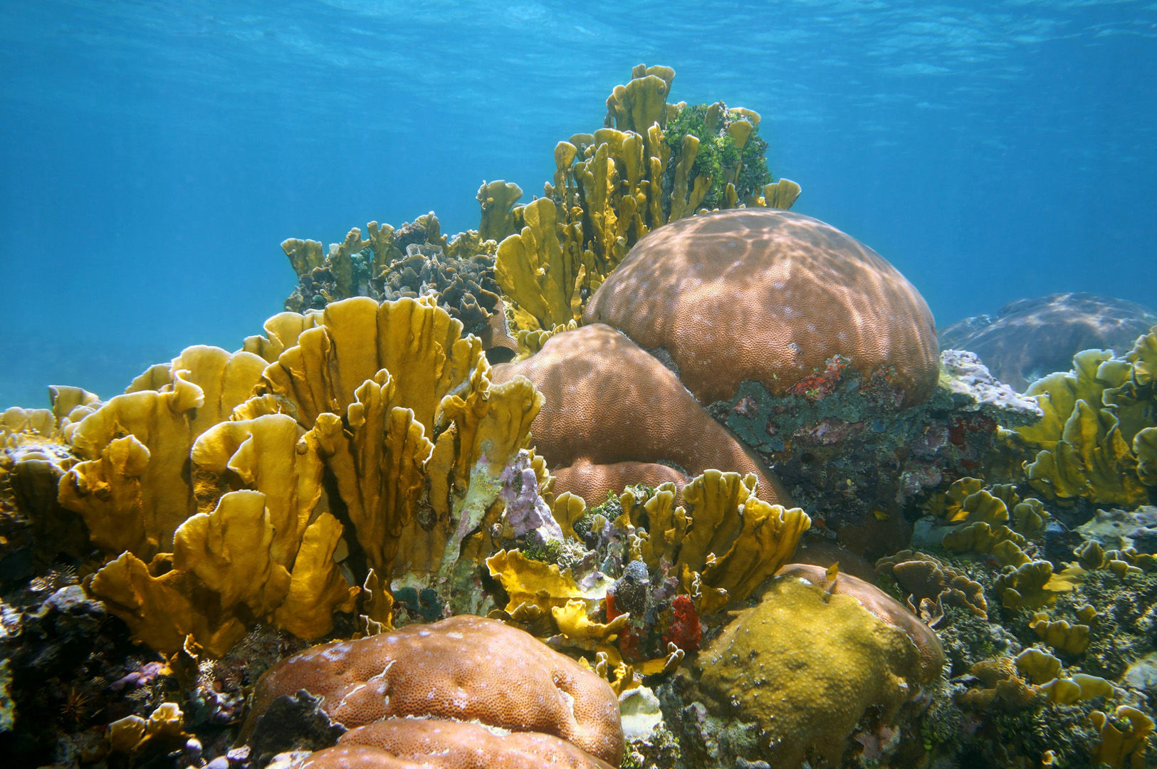 Coral reefs like these are what makes the diving in Puerto Rico interesting Coral reefs like these are what makes the diving in Puerto Rico interesting