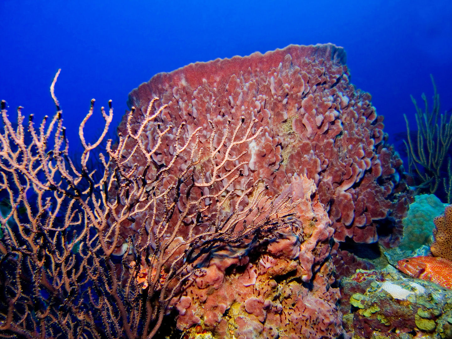 The coral reefs of Saba offer the intrepid divers many wondrous creatures like this large barrel sponge to see