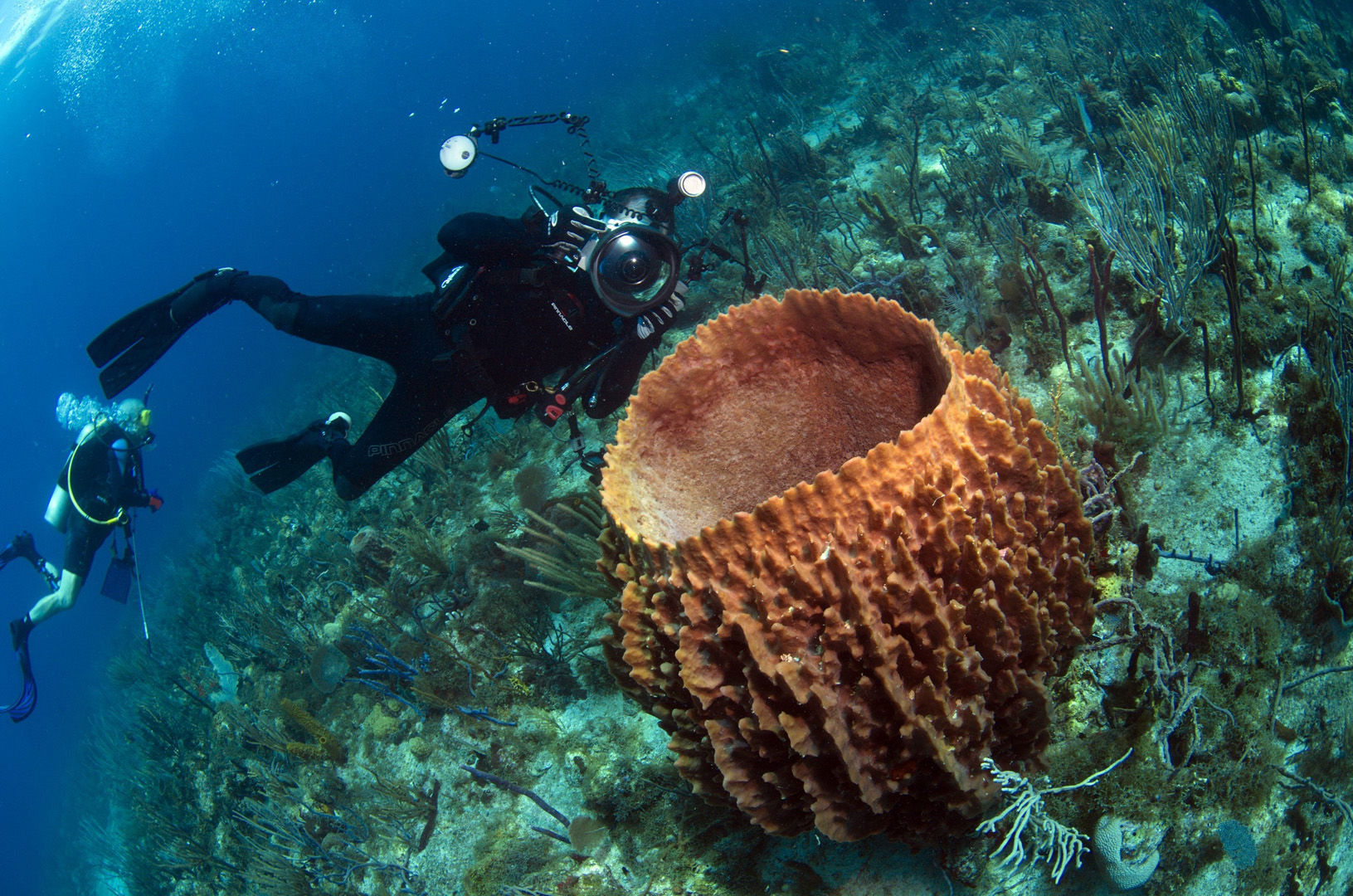 The coral reefs of St. Kitts & Nevis offer the intrepid divers many wondrous creatures like this large barrel sponge