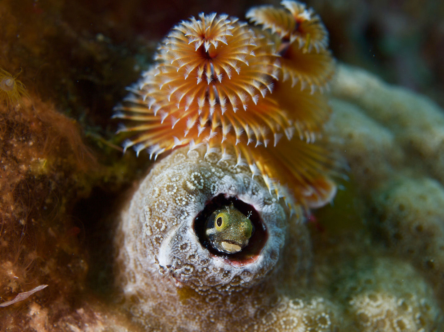 The waters of Saint Lucia offer magnificent coral reefs to explore