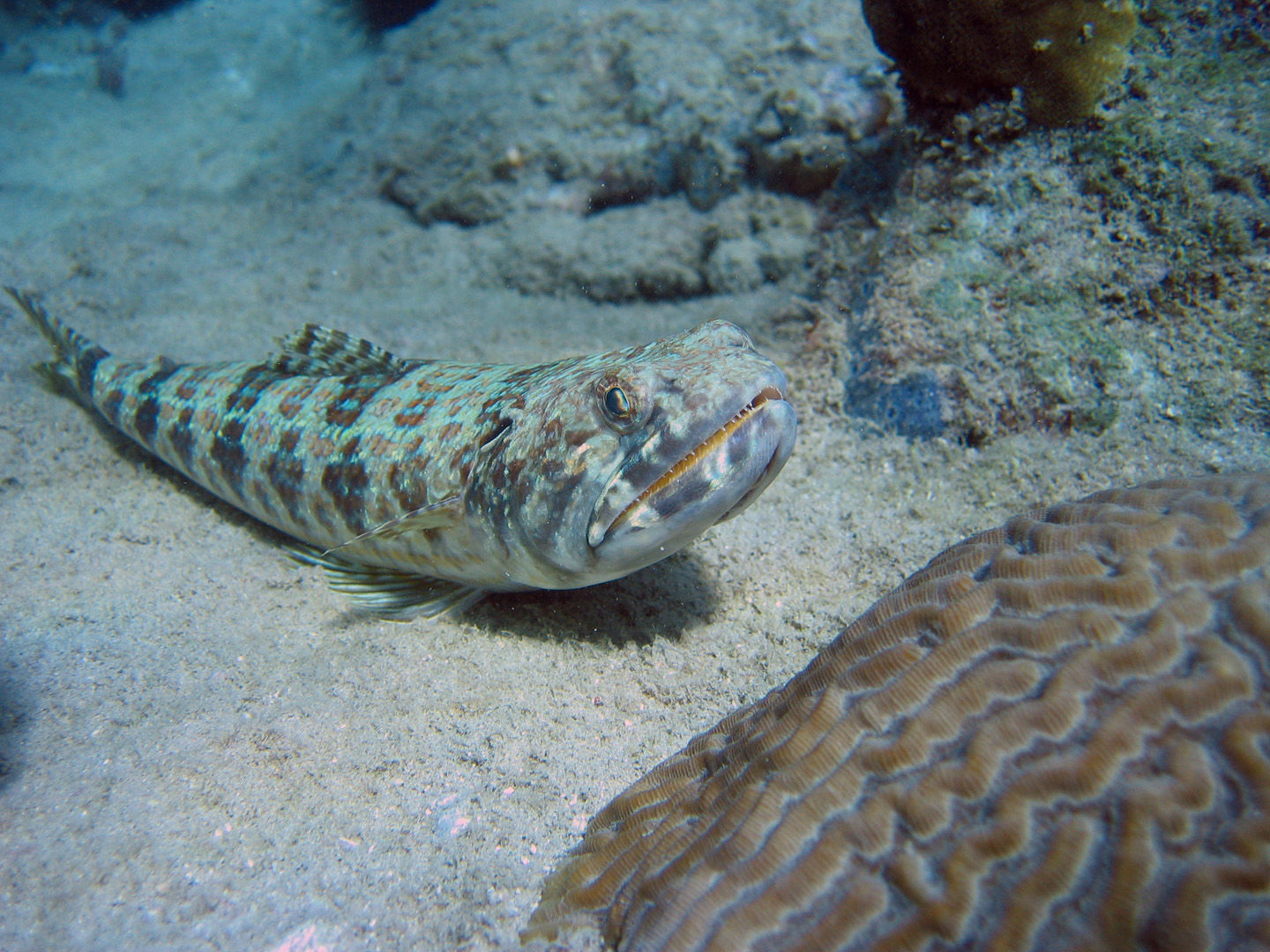 The waters of St. Vincent & Grenadines offer colorful coral reefs to explore The waters of St. Vincent & Grenadines offer colorful coral reefs to explore