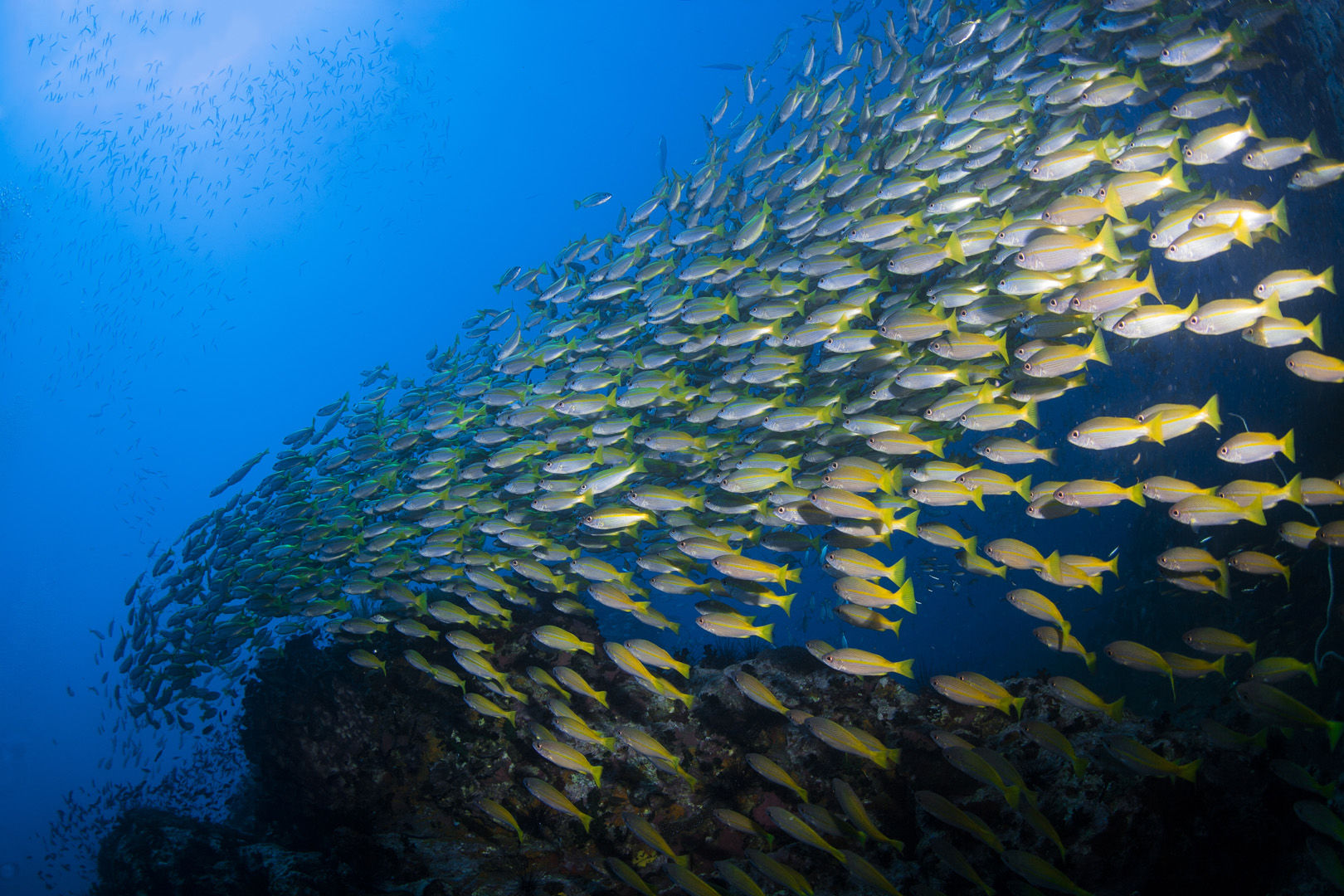 From shallow, sunlit reefs to current-washed pinnacles, wrecks, deep walls, caverns, and grottoes with marine life in an impressive array of types and sizes from tiny invertebrates to bus-sized whale sharks making Thailand a world-class dive destination