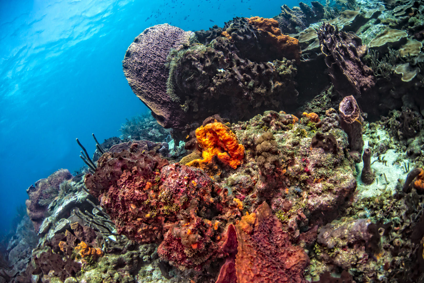 The waters of Tobago offer magnificent coral reefs to explore