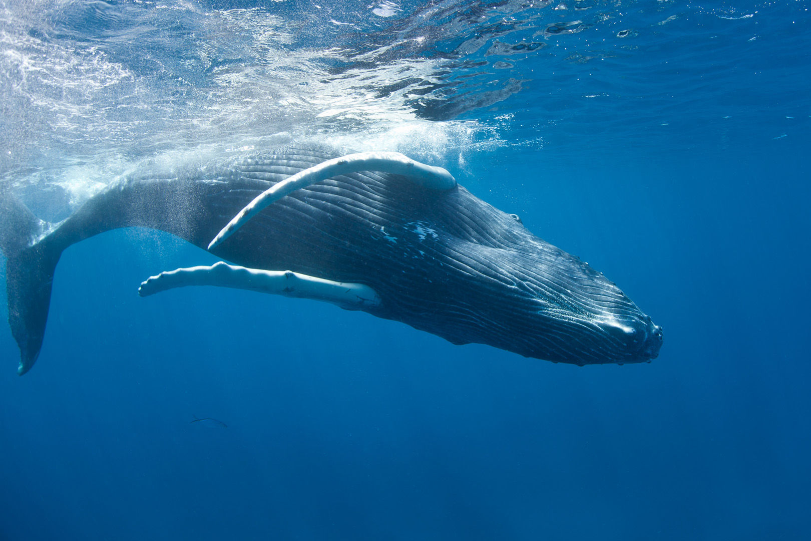 The coral reefs of Turks & Caicos offer the intrepid divers many wondrous creatures