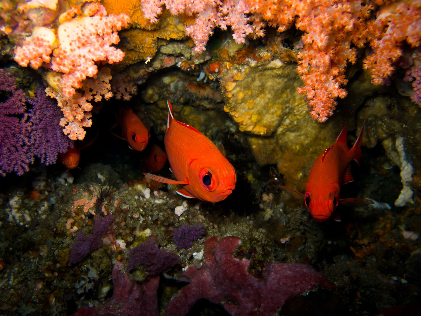 The islands of Vanuatu still remains one of the Pacific’s least know places that offers an extensive collection of marine life with splended coral reefs and historic war wrecks The islands of Vanuatu still remains one of the Pacific’s least know places that offers an extensive collection of marine life with splended coral reefs and historic war wrecks