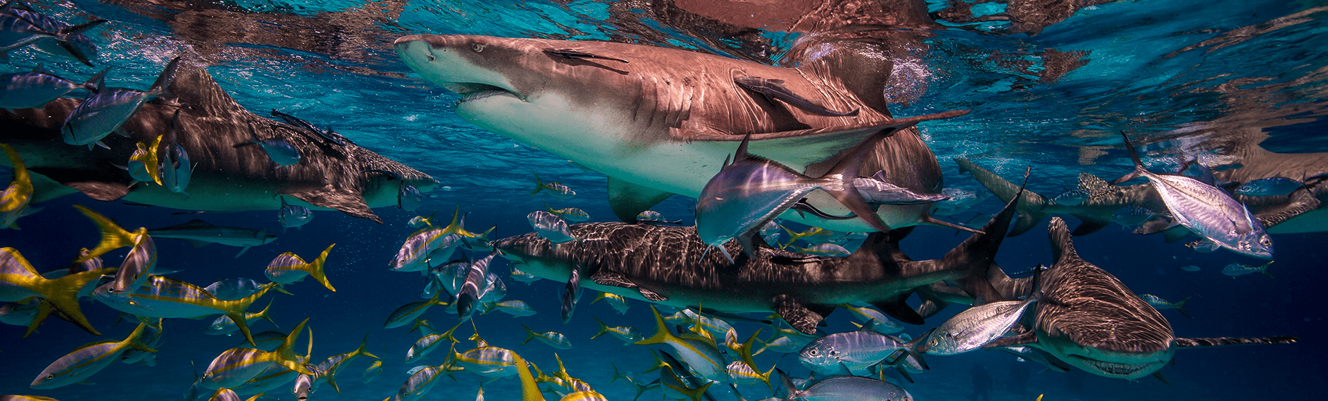 Sharks in the Bahamas