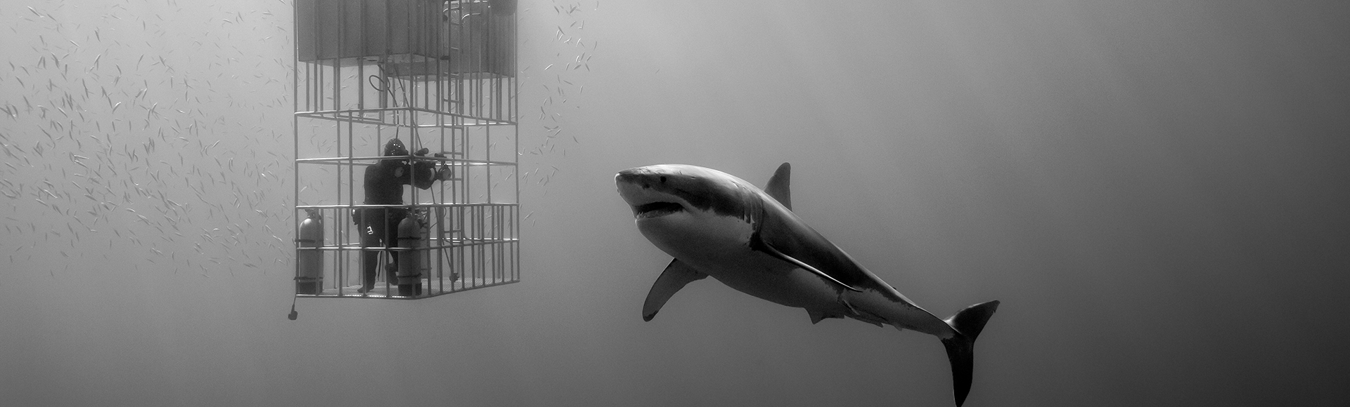 Cage diving in Guadalupe Islands, Mexico