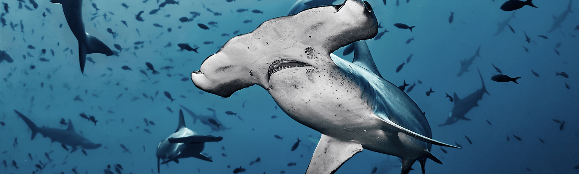 Hammerhead Sharks