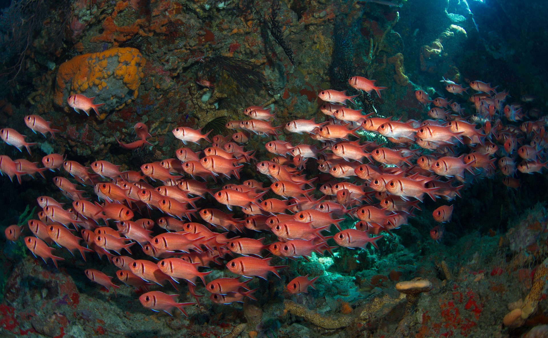 School of fish in Dominica