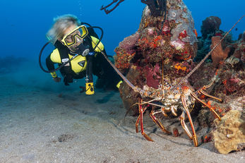 Diving in St. Kitts