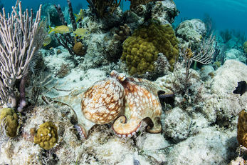 Caribbean Reef Octopus