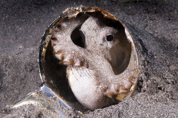 Coconut Octopus Coconut Octopus