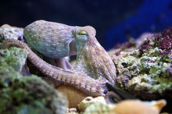 Common Atlantic Octopus