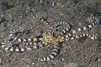 Mimic Octopus Mimic Octopus
