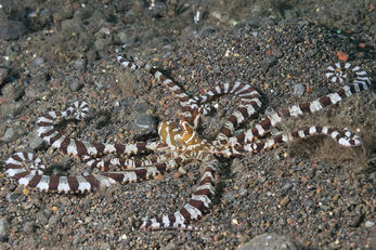 Mimic Octopus