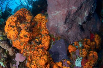 Coral reef off of Dominica showcasing the color that can be found underwater Coral reef off of Dominica showcasing the color that can be found underwater