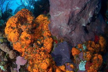 Coral reef off of Dominica showcasing the color that can be found underwater