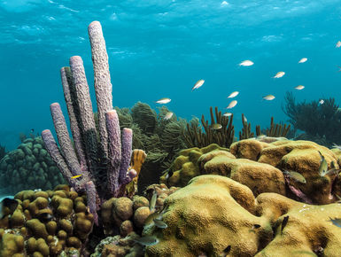 Purple tube sponges on a reef in Aruba