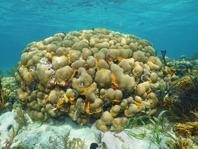 Head of lobed star coral in Aruba