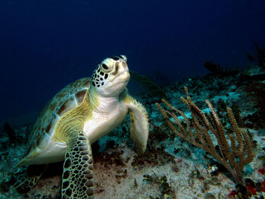 Sea turtle resting on the reef in Aruba