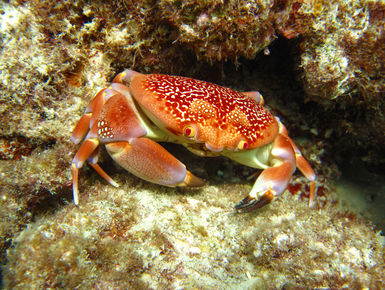 Batwing coral crabs are one of the many colorful inhabitants of Aruba's coral reefs