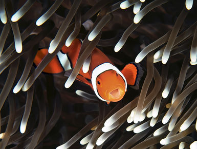 Australia’s Great Barrier Reef Marine Park harbors an astounding variety of marine life, including more than1,600 species of fish, 600-plus types of coral, and more than 6,000 known varieties of invertebrates