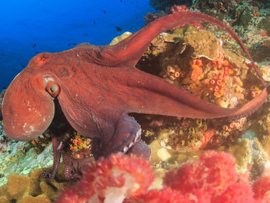 Australia’s Great Barrier Reef Marine Park harbors an astounding variety of marine life, including more than1,600 species of fish, 600-plus types of coral, and more than 6,000 known varieties of invertebrates