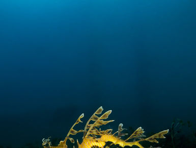 Down off Australia’s southern coastline is an astounding variety of marine life, such as this Leafy Sea Dragon Sea Horse