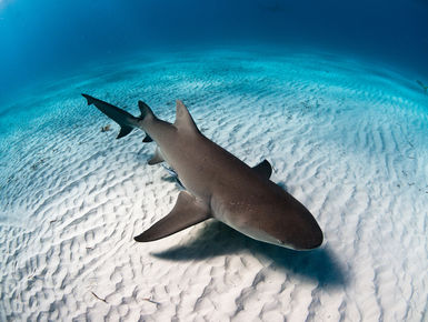 Lemon shark swims over a white sand bottom in the Bahamas