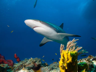 Reef shark swims over head in the Bahamas