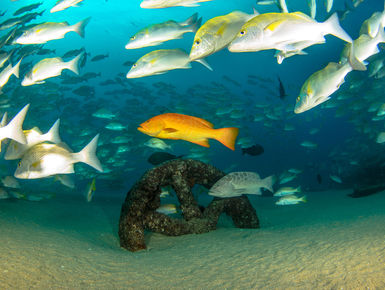 Straddling the rich waters of the Sea of Cortez, the Baja Peninsula is the launching point for some of the most electrifying where divers may be immersed in large flashing shoals of fish