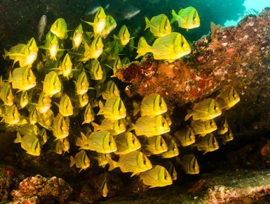 Straddling the rich waters of the Sea of Cortez, the Baja Peninsula is the launching point for some of the most electrifying where divers may be immersed in large flashing shoals of fish