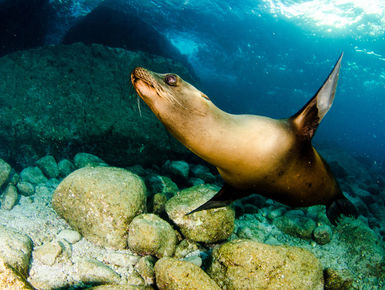 Straddling the rich waters of the Sea of Cortez, the Baja Peninsula is the launching point for big animal encounters like the sea lion